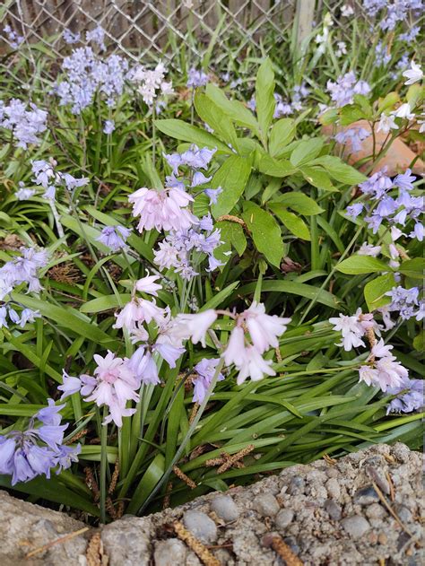 woody hyacinth|wood hyacinths mix spanish bells.